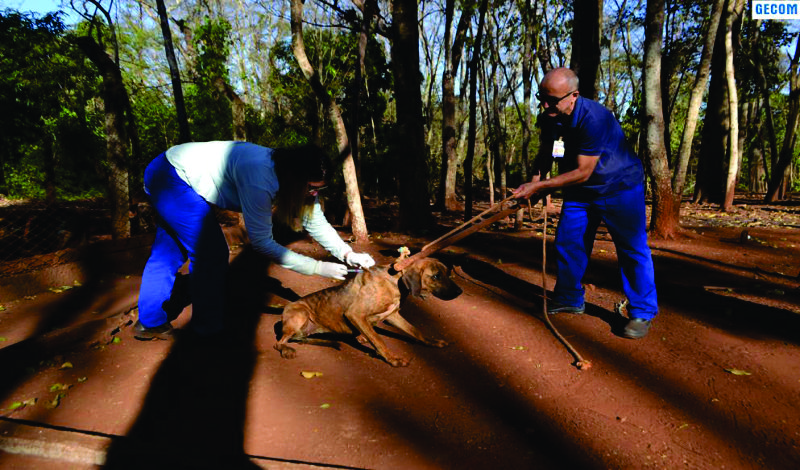 Imagem destaque notícia PREFEITURA LEVA VACINAÇÃO ANTIRRÁBICA A CÃES E GATOS NA ZONA RURAL