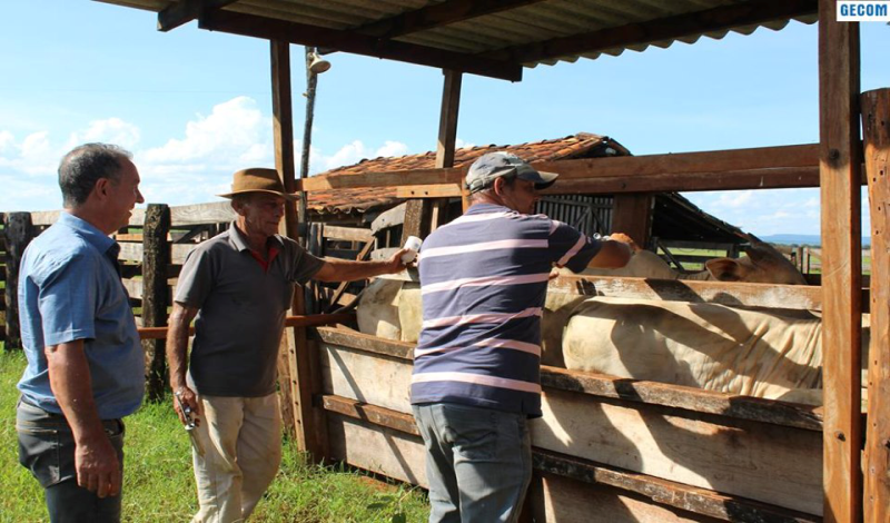 Imagem destaque notícia PROSSEGUE A CAMPANHA DE VACINAÇÃO CONTRA A AFTOSA NO MUNICÍPIO