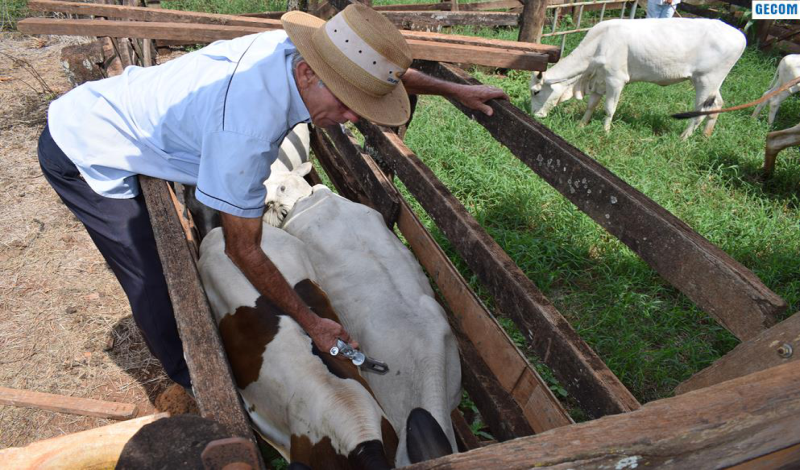 Imagem destaque notícia SECRETARIA DA AGRICULTURA REALIZA VACINAÇÃO CONTRA A FEBRE AFTOSA