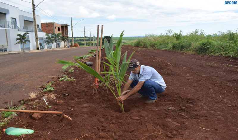 Imagem destaque notícia CIDADE DE ARAPORÃ ESTÁ RECEBENDO PROJETO DE ARBORIZAÇÃO