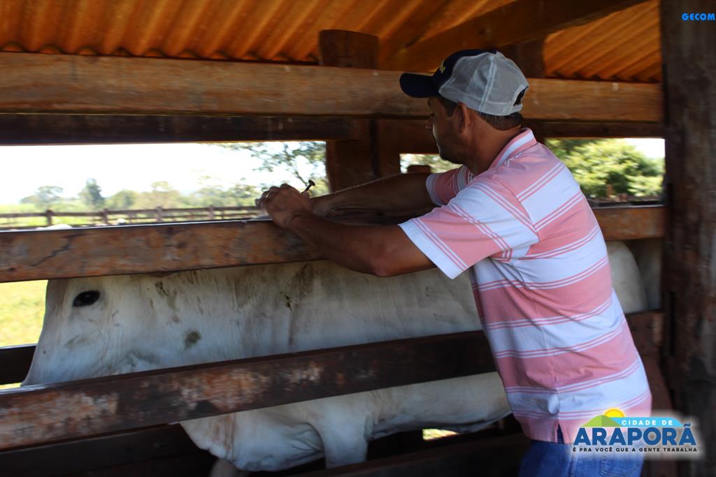 Imagem destaque notícia Prefeitura de Araporã inicia campanha de vacinação contra aftosa 