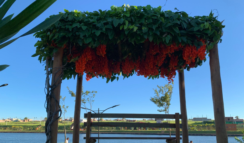 Imagem destaque notícia TREPADEIRA ORNAMENTAL É DESTAQUE NO LAGO DO BEM VIVER