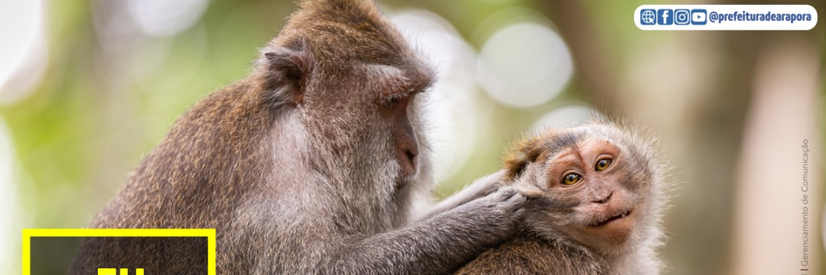 Imagem destaque notícia ALERTA FEBRE AMARELA. MACACOS N&Atilde;O TRANSMITEM A DOEN&Ccedil;A