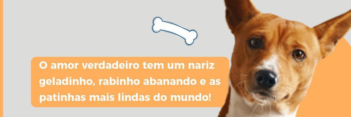 Imagem destaque notícia DIA DO CACHORRO - 04 DE OUTUBRO 