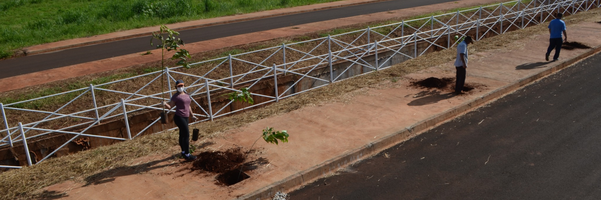 Imagem destaque notícia SEAGRO DESTINA MUDAS PARA ARBORIZAÇÃO DA AV. JOSÉ GONÇALVES