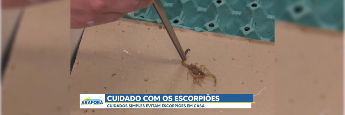 Imagem destaque notícia CUIDADOS SIMPLES EVITAM ESCORPI&Otilde;ES EM CASA