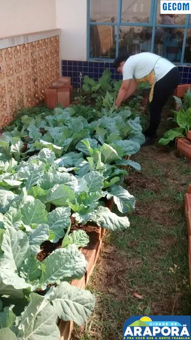 Imagem destaque notícia Produção de horta enriquece merenda escolar em creches e escolas