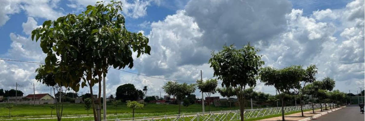 Imagem destaque notícia PLANTAMOS E ELAS CRESCERAM! VEM VER!