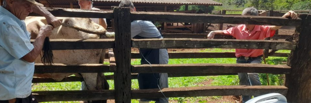 Imagem destaque notícia RESULTADOS POSITIVOS NO MELHORAMENTO GENÉTICO DO GADO EM ARAPORÃ