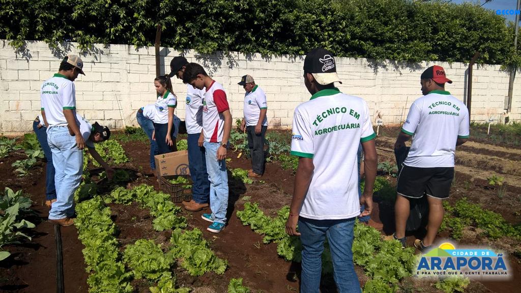 Imagem destaque notícia Projeto Horta na Escola apresenta os primeiros resultados